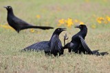 _MG_7997 Great-tailed Grackle.jpg