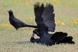 _MG_8029 Great-tailed Grackle.jpg