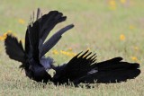 _MG_8070 Great-tailed Grackle.jpg