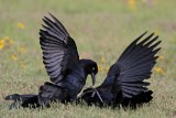 _MG_8103 Great-tailed Grackle.jpg