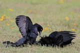 _MG_8108 Great-tailed Grackle.jpg