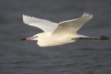 _MG_8110 Reddish Egret.jpg