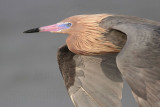 _MG_9400 Reddish Egret.jpg