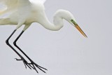 _MG_0416 Great Egret.jpg