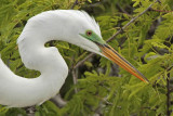 _MG_0577 Great Egret.jpg