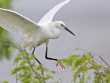 _MG_0710 Snowy Egret.jpg