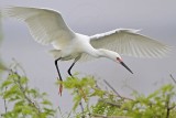 _MG_0711 Snowy Egret.jpg