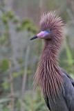 _MG_0994 Reddish Egret.jpg