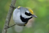 _MG_6988 Golden-winged Warbler.jpg