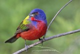 _MG_0227 Painted Bunting.jpg