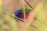 _MG_7658 Painted Bunting.jpg