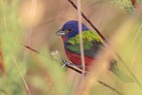 _MG_7711 Painted Bunting.jpg