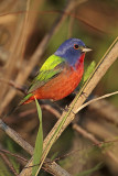 _MG_7970 Painted Bunting.jpg