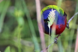 _MG_8348 Painted Bunting.jpg