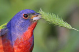 _MG_8390 Painted Bunting.jpg