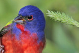 _MG_8475 Painted Bunting.jpg