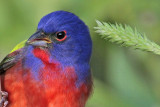 _MG_8475 Painted Bunting.jpg