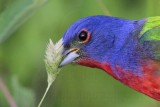 _MG_8556 Painted Bunting.jpg