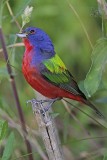 _MG_8578 Painted Bunting.jpg