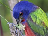 _MG_8614crop2 Painted Bunting.jpg