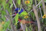 _MG_8729 Painted Bunting.jpg