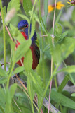 _MG_8796 Painted Bunting.jpg