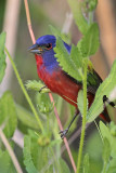_MG_8858 Painted Bunting.jpg