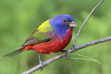 _MG_9679 Painted Bunting.jpg