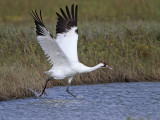_MG_0687 Whooping Crane.jpg