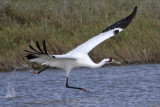 Whooping Crane - taking off – run over water