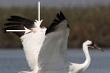 _MG_9580crop Whooping Crane.jpg