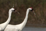 _MG_9666crop Whooping Crane.jpg