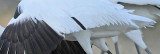 _MG_5897crop Whooping Crane left wing.jpg