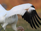 _MG_0975 Whooping Crane.jpg