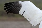 _MG_5348 left wing Whooping Crane.jpg