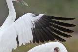 _MG_5348 right wing Whooping Crane.jpg