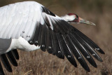 _MG_6140 Whooping Crane right wing.jpg