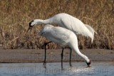 _MG_0213 Whooping Crane.jpg