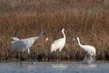 _MG_9964 Whooping Crane.jpg