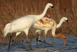 _MG_1396 Whooping Crane.jpg