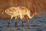 _MG_1502 Whooping Crane.jpg