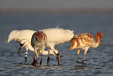 _MG_1884 Whooping Crane.jpg