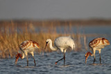 _MG_2048 Whooping Crane.jpg