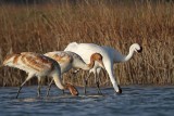 _MG_0446 Whooping Crane.jpg