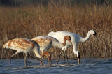 _MG_0448 Whooping Crane.jpg