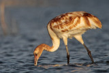 _MG_1926crop Whooping Crane.jpg