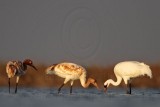 _MG_3146 Whooping Crane.jpg