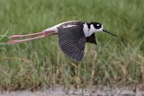 _MG_0947 Leucistic Black-necked Stilt.jpg