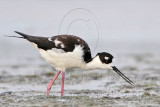 _MG_1402 Leucistic Black-necked Stilt.jpg