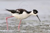 _MG_1448 Leucistic Black-necked Stilt.jpg